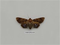 藏品(夜蛾319)的圖片